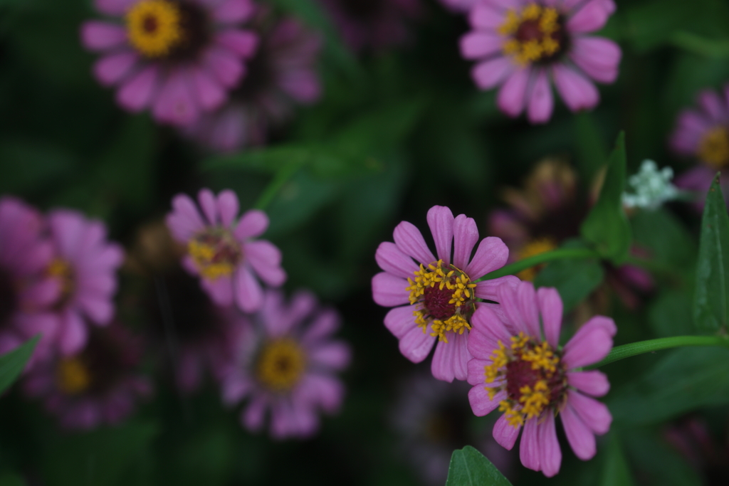 ピンクの花