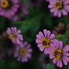 ピンクの花