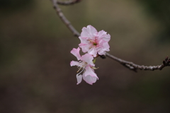 河津桜