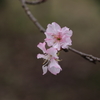 河津桜
