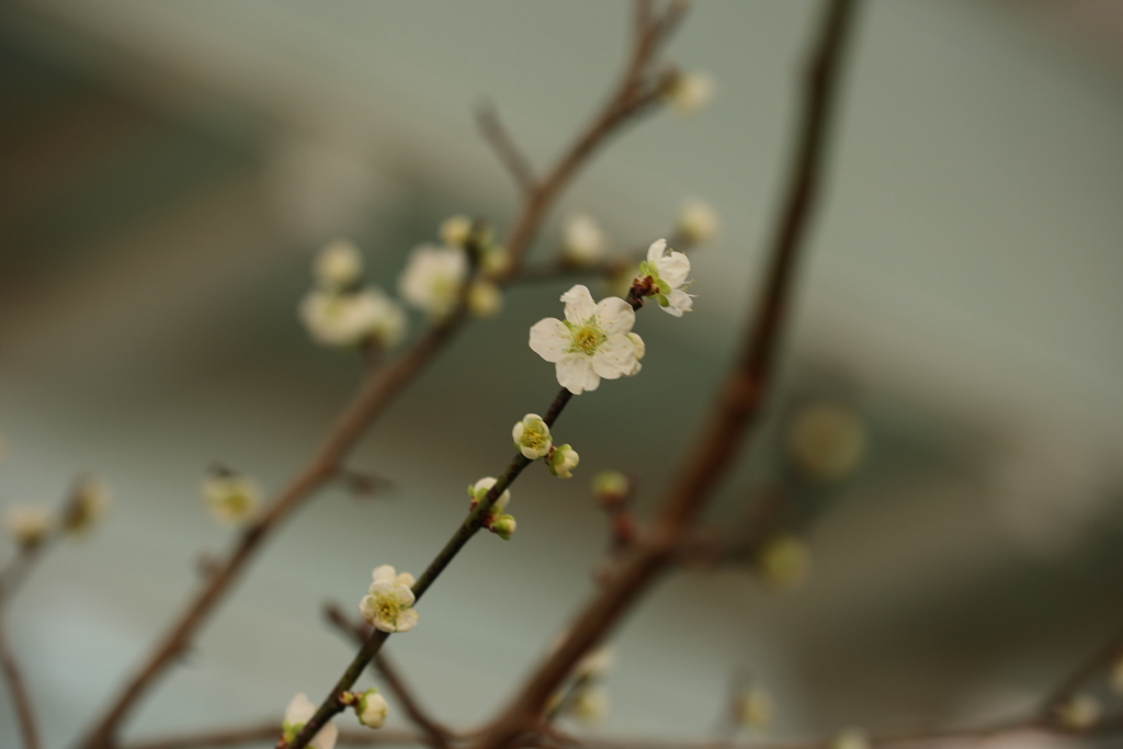 梅