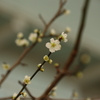 梅