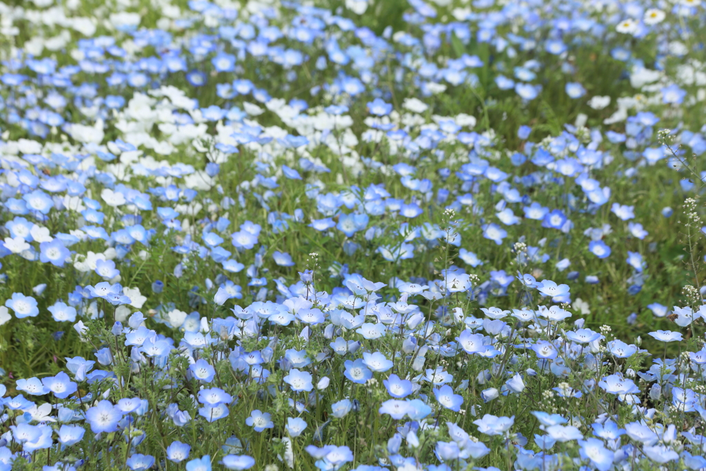 ブルーカーペット