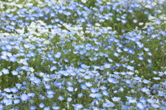 ブルーカーペット