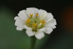 小さな花たち