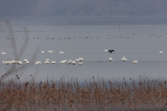 白鳥の湖