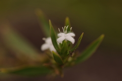 ちっさな小さな花