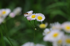 蜂と花