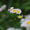 蜂と花