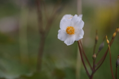 白雪芥子