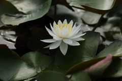 白い花
