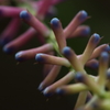 面白い花