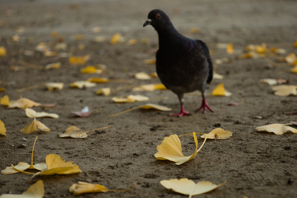 たそがれ鳩