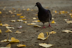 たそがれ鳩