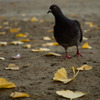 たそがれ鳩