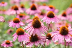 夏の花たち