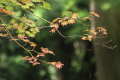 もみじ