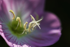 花粉