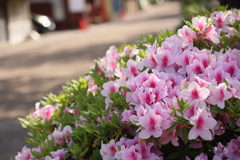 街道に咲く花