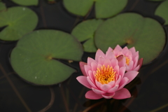 水面に咲く