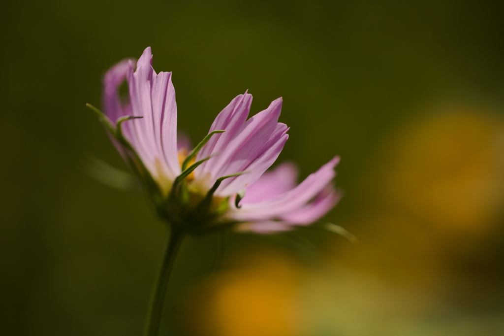 秋桜