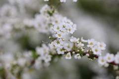 春の雪