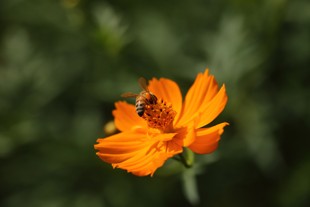 蜜