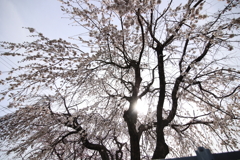 枝垂れ桜と太陽