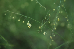 小さな花