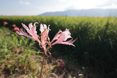 彼岸の頃
