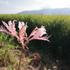 彼岸の頃