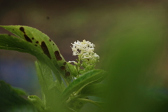 季節外れの紫陽花