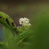 季節外れの紫陽花
