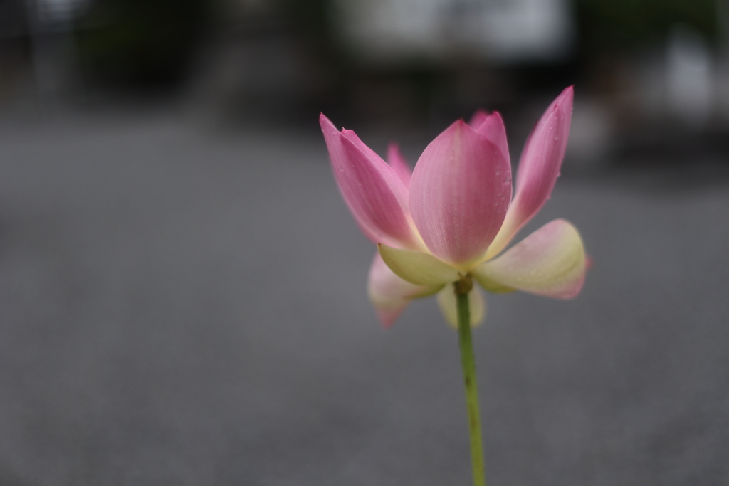 花一輪