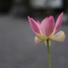 花一輪