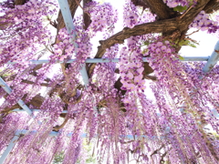 桜の後も続くピンクのシャワー