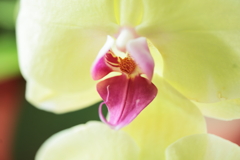 おしゃべりさん