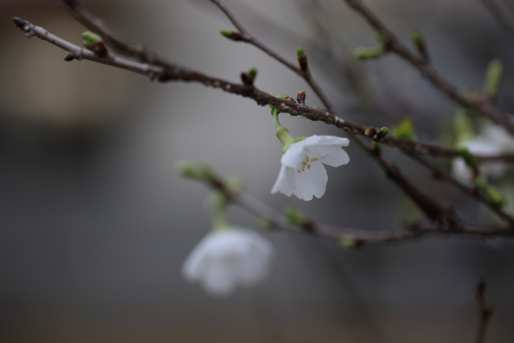 桜咲く頃 ～豆桜