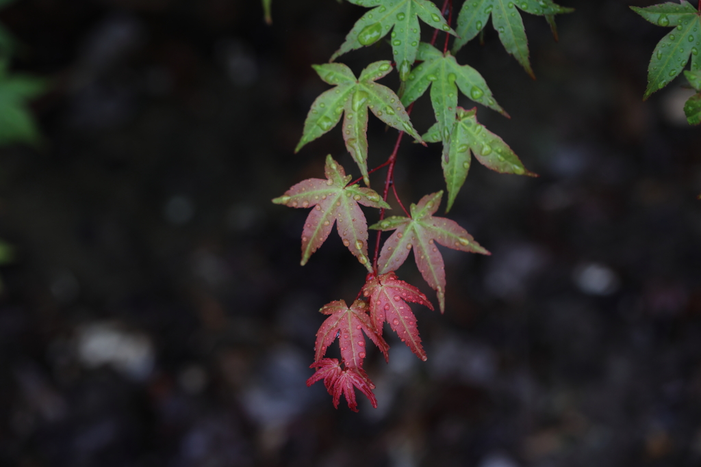 gradation