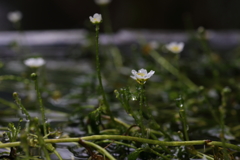 梅花藻