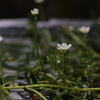 梅花藻