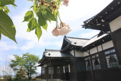 桜と和風裁判所(2)