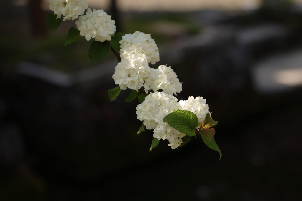 川べりに咲く白い花