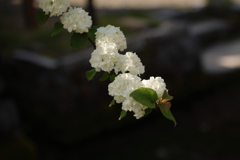 川べりに咲く白い花
