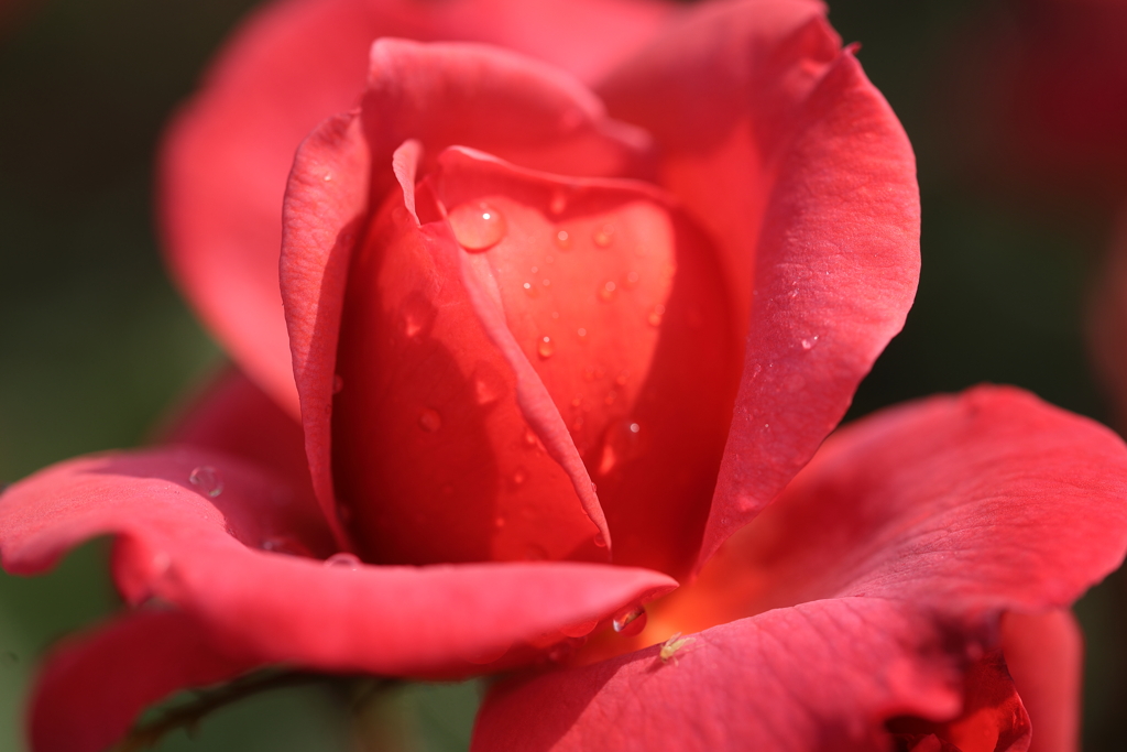 impression of red