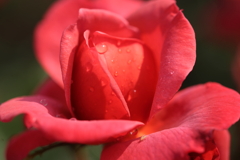impression of red