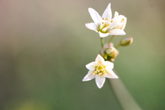 小さな花