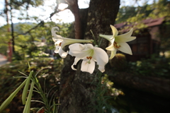朝のユリ