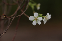 秋の桜