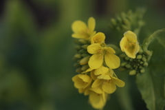 菜の花